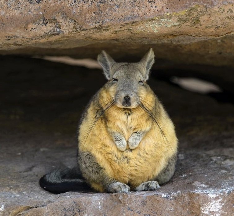 muquchinchi's tweet photo. Orelhas enormes, patas traseiras grandes, dianteiras pequenas, e facilmente confundido com um Coelho, estamos falando da Vizcacha!

Primo das chinchillas, vizcacha é um roedor nativo da América do Sul encontrado na cordilheira dos Andes https://t.co/FMoUFYpMvR