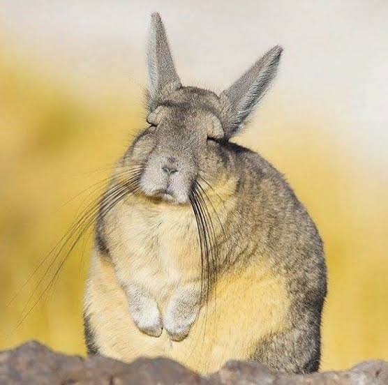 muquchinchi's tweet photo. Orelhas enormes, patas traseiras grandes, dianteiras pequenas, e facilmente confundido com um Coelho, estamos falando da Vizcacha!

Primo das chinchillas, vizcacha é um roedor nativo da América do Sul encontrado na cordilheira dos Andes https://t.co/FMoUFYpMvR