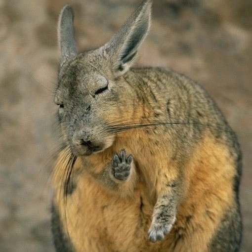 muquchinchi's tweet photo. Orelhas enormes, patas traseiras grandes, dianteiras pequenas, e facilmente confundido com um Coelho, estamos falando da Vizcacha!

Primo das chinchillas, vizcacha é um roedor nativo da América do Sul encontrado na cordilheira dos Andes https://t.co/FMoUFYpMvR