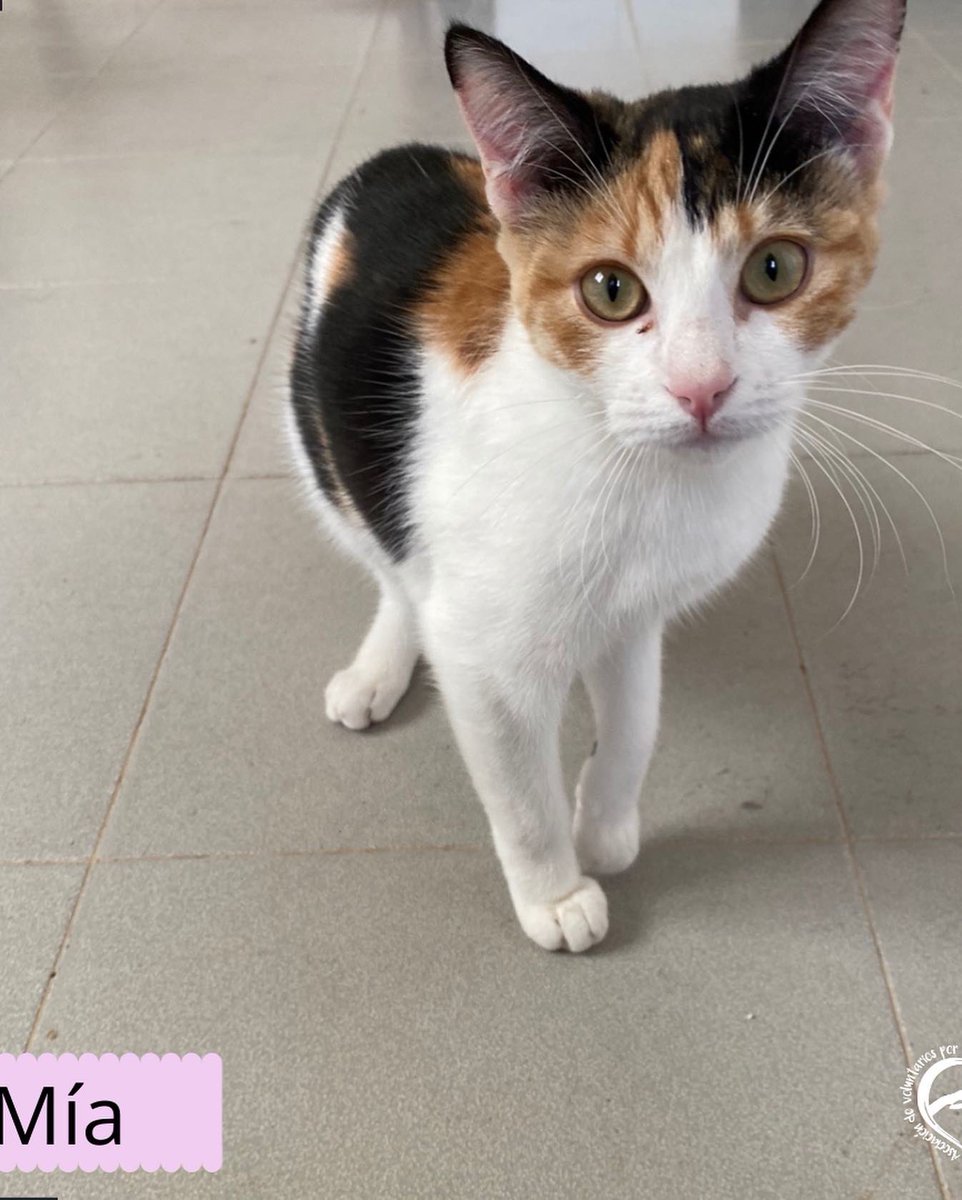 AnimalesToro's tweet photo. 💕Mía y Sía💕

Son dos hermanitas, de unos 6 meses! Las dos son inseparables, buscamos para ellas adopción conjunta! 

➡️abandonostoro@hotmail.com 
➡️https://t.co/WMkbJKwaDh https://t.co/sFNAn1757s