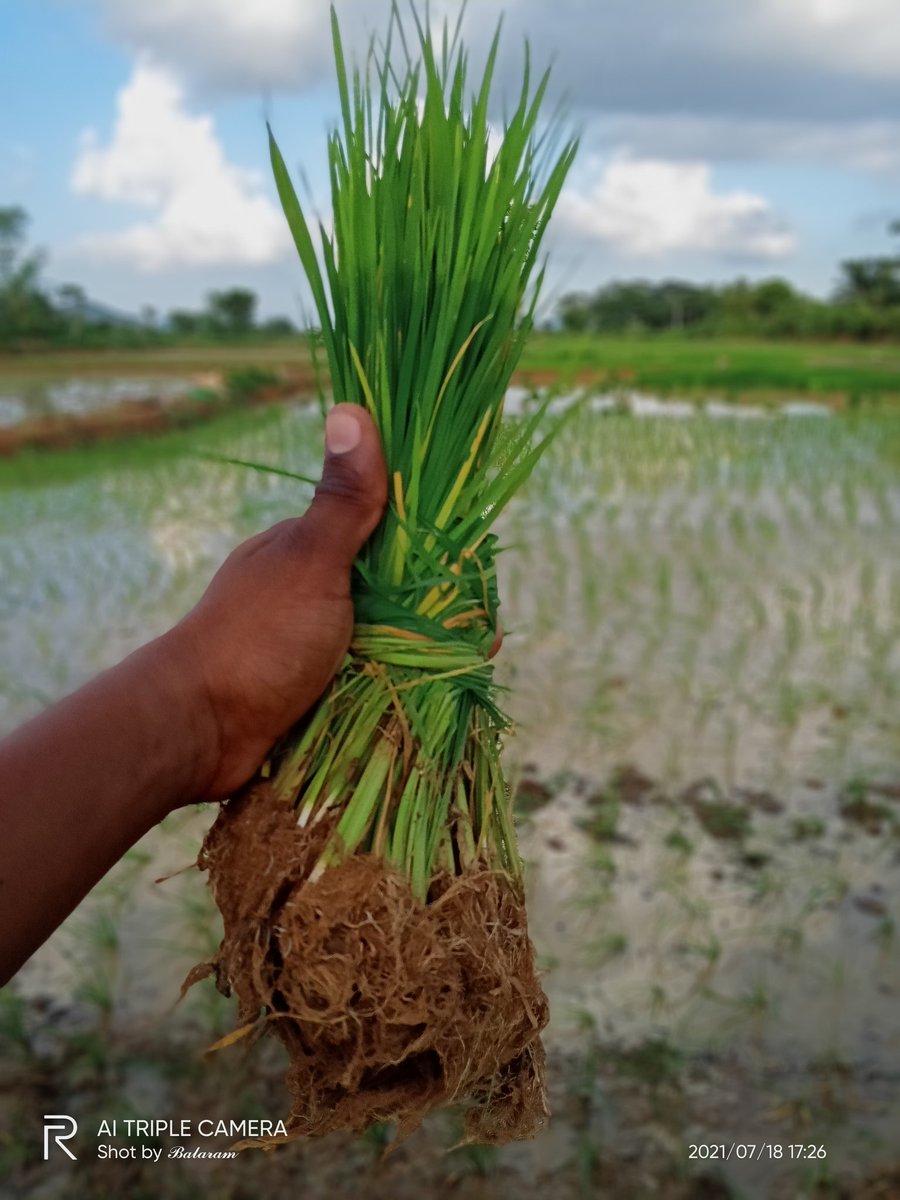 Farmers life is best life💚😊