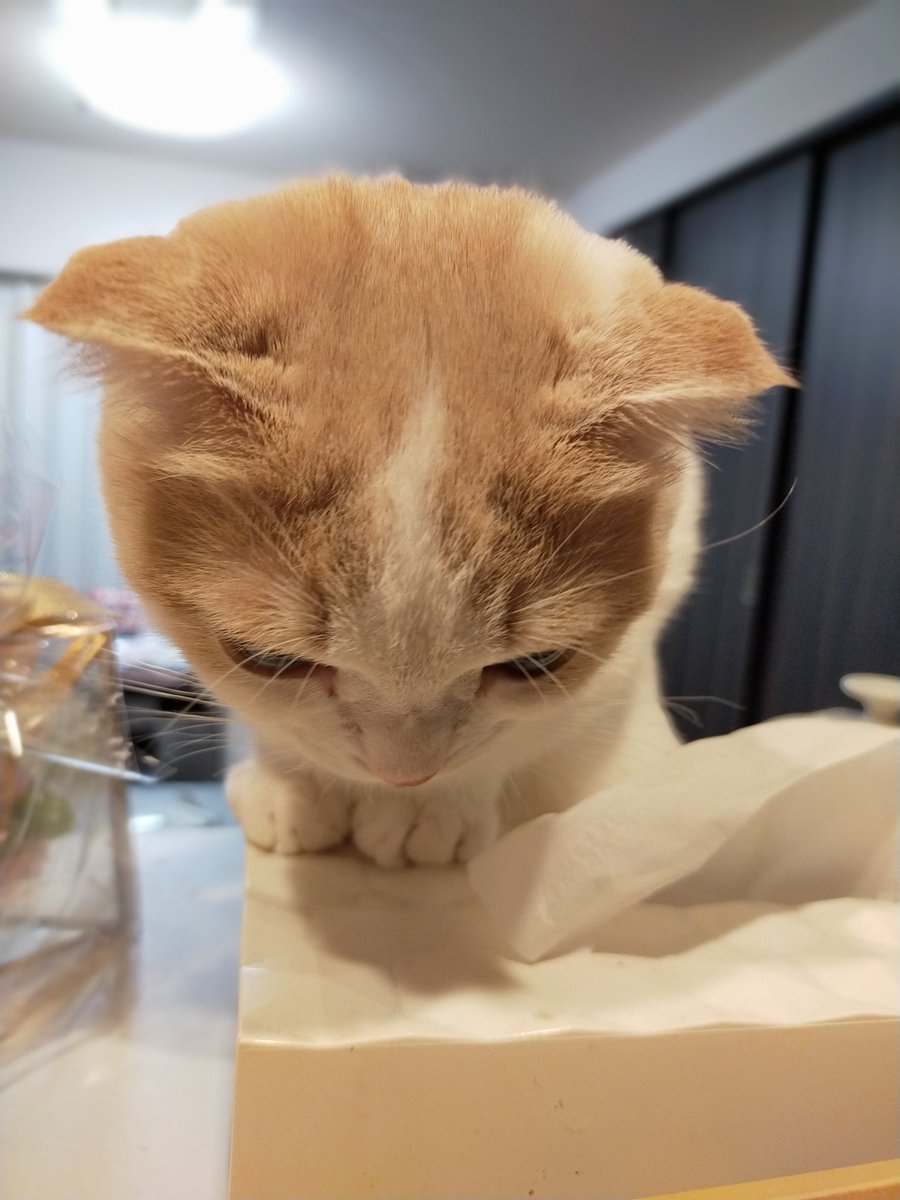 飼い主がごはん作ってるのをガン見。
揃えたおててがかわいい🥰

#猫　#ねこ　#スコティッシュフォールド　#猫好きさんと繋がりたい　#猫の居る暮らし　#cat #catlovers #CatsOfTwitter #tsumugi4month