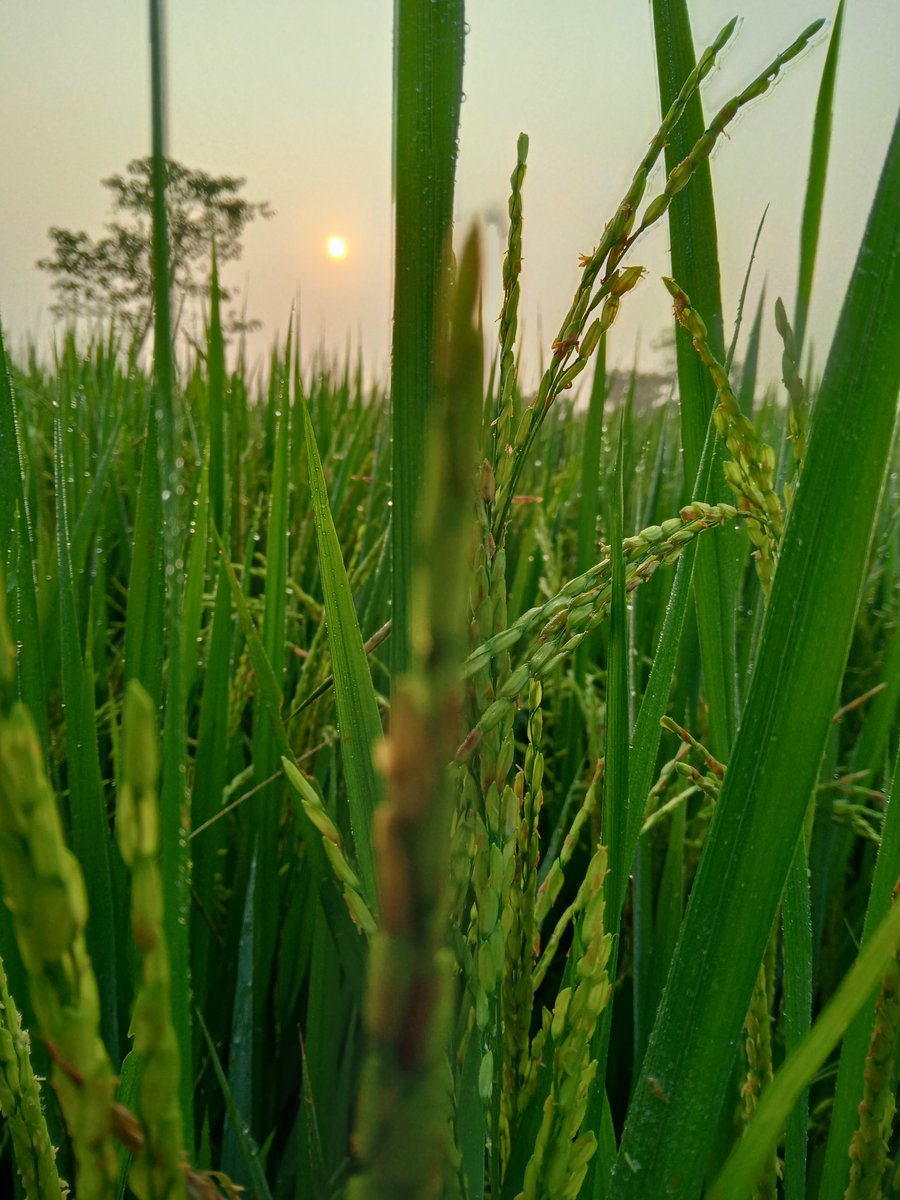 The beautiful sunrise 💚🥰