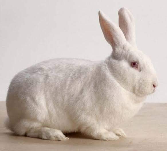 NatureDevelops's tweet photo. INTERESTING ABOUT RABBIT FARMING 🐰
https://t.co/wpjYnXLAa7 https://t.co/dairwyfKdt
