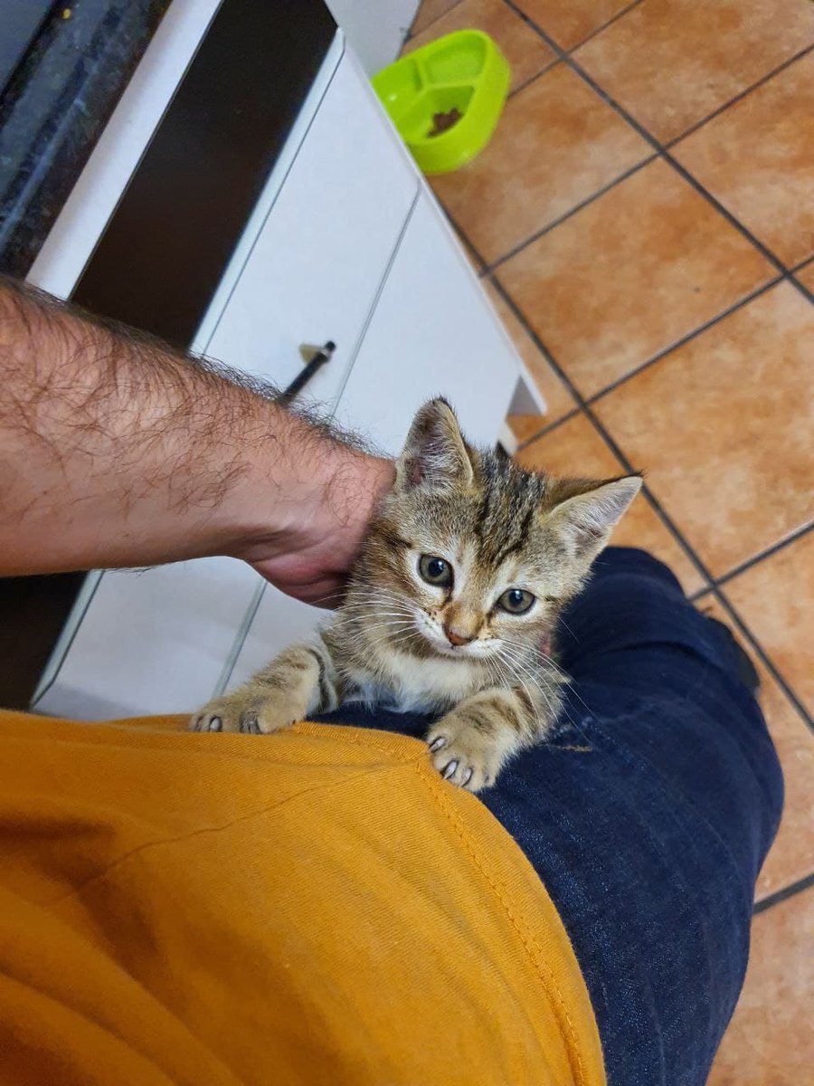 Pablomateo93's tweet photo. @NovaCiFi Pues esta es mi pequeña "gatospren" Sylphrena, recién adoptada. Muy inquieta pero encantadora <3
#ElArchivoDeLasTormentas https://t.co/q2pMe6m4bT