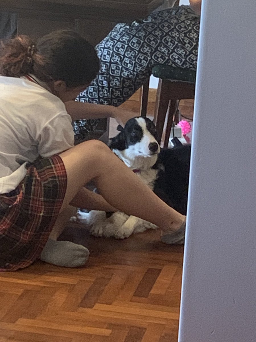 camiiescu2006's tweet photo. pobre perro https://t.co/MA5uXESObU