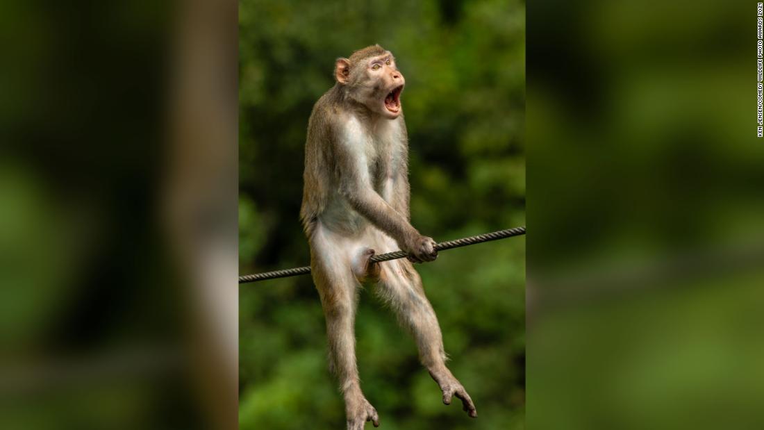 CNN's tweet photo. An uncomfortable monkey and some singing fish star in the Comedy Wildlife Photography Awards 2021 https://t.co/HCeNSkO1QL https://t.co/BREDnuaYrM
