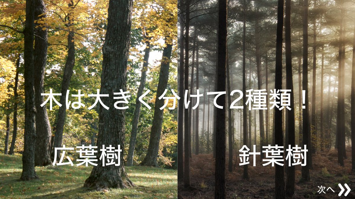 moricrew's tweet photo. 【 森について知ろう❗️ 】

森林を楽しむには森を知ることです👍

とても簡単に
そして分かりやすく
森について学んでいきましょう😉

まずは『木の種類』です🪵 https://t.co/JeFwcsLCfo