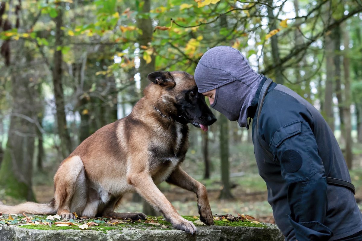 raid_fipn's tweet photo. Il y a 6 ans, le 18 novembre 2015, Diesel donnait sa vie pour préserver celle des autres, pour permettre la neutralisation de terroristes qui cherchaient à passer à l’acte le jour même.

Il y a 6 ans, Diesel donnait sa vie pour servir, sans faillir.
#RAID https://t.co/QOxN3qhCXi