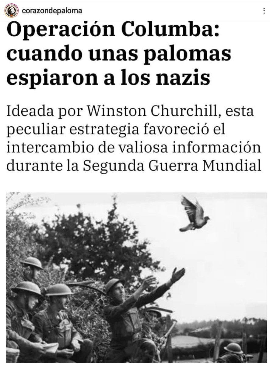 nosoyplaga's tweet photo. ¿Nuestro pago por ayudarnos? Las jaulas y redes de captura y las cámaras de gas. Así es el ser humano.
#respectpigeons
#nosoyplaga
#lestweforget
#notvermin https://t.co/2LcqoRenZ5