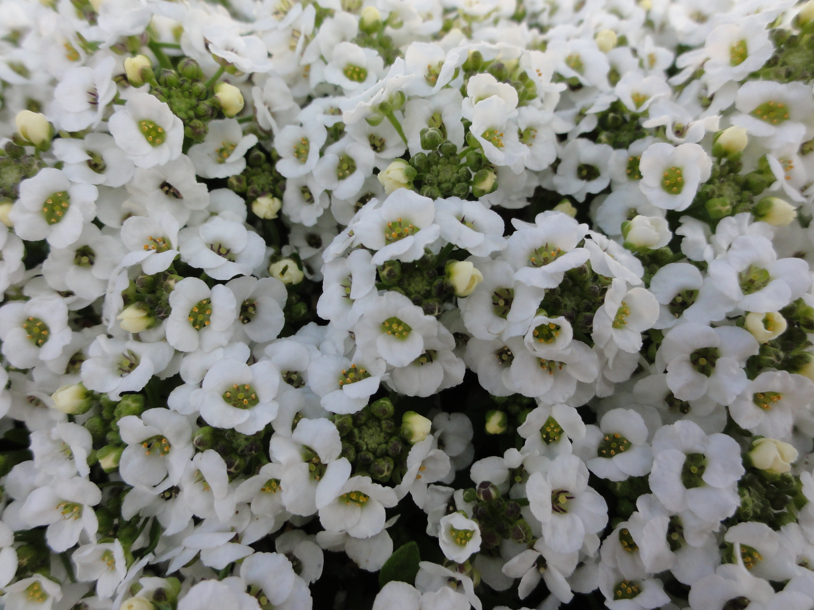 櫻やよい 朗読 花写真 ご機嫌よう 11 19 Day595 満月 １７ ５８ 牡牛座 ビーバームーン いい育児の日 世界トイレの日 緑のおばさんの日 誕生花 花言葉 アリッサム 奥ゆかしい美しさ ライスフラワー 豊かな実り ヤマラッキョウ 慎ましい