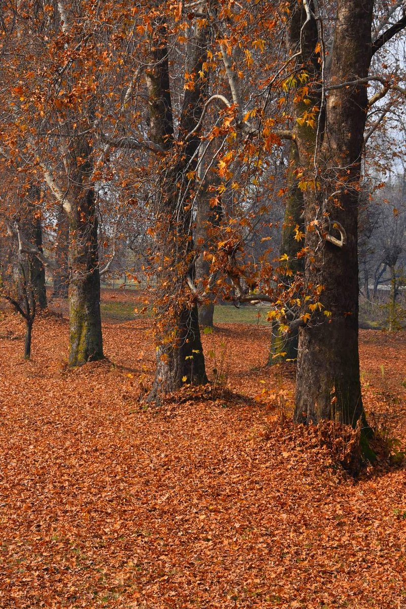 mykashmironline's tweet photo. CHINARS ....NISHAT BAGH SRINAGAR KASHMIR ...
kashmir #nishatbagh #srinagar #autumn #nishatgarden #nature #kashmirdiaries #life #kashmiri #mughalgarden #likeforlike #love #jktourism #visitkashmir #followforfollow #water #nishat #capturedillusions #amazing #like4follow https://t.co/9mKEayjYOo
