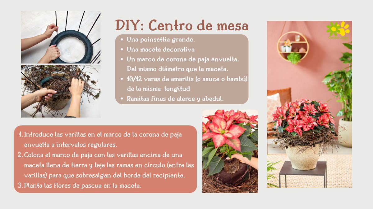 mvgarden's tweet photo. ¿Qué te parece convertir una simple maceta en un original centro de mesa para una habitación?

¡Dale el protagonismo que merece la #poinsettia! 🪴

#starsuniteeurope #DIY https://t.co/ZyuXj6241p