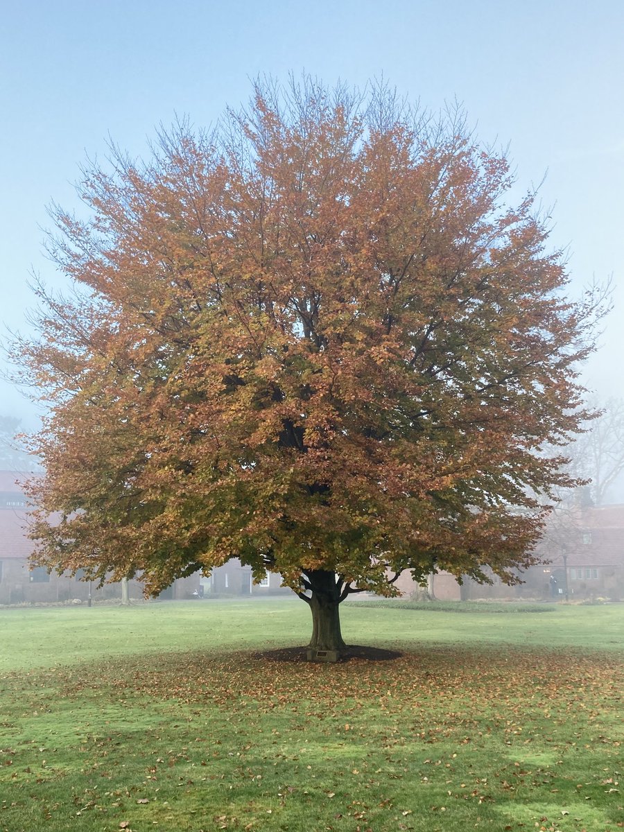 AOFHistory's tweet photo. Pete Seeger ‘36 tree looking good this morning https://t.co/ZmCLts6dyX