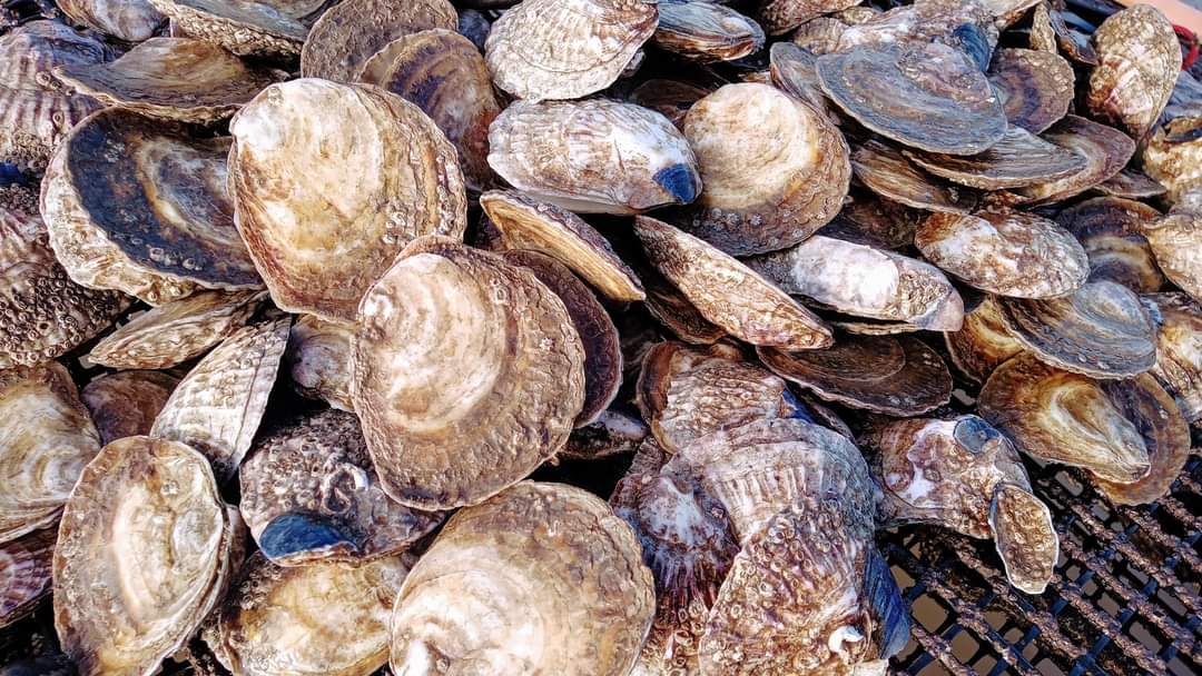 Great news!

The key threat to native oysters is the disease Bonamia. Cefas annual monitoring reports that we remain disease free.

The 1.3 million oysters we relaid in the autumn have the best chance of surviving to harvest.

#oysters #nativeoysters #restoration #oysterfarm