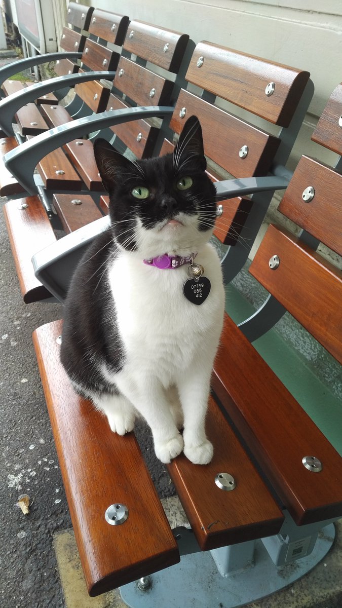 carlms's tweet photo. Great to see @TheGipsyHillCat today https://t.co/hxgTsY3bPk