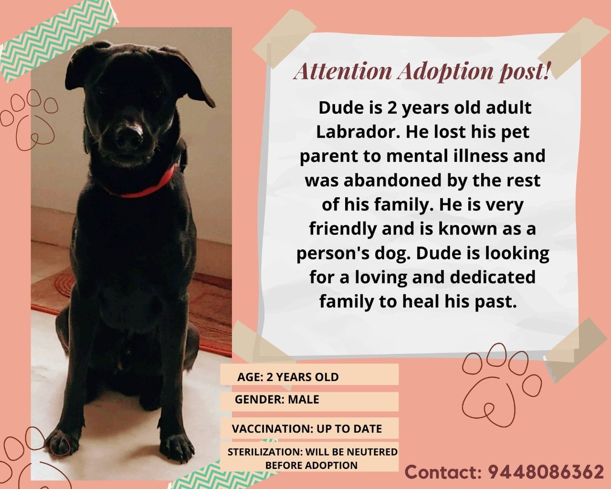desi_brat's tweet photo. #Bangalore adoption.. 2yr old abandoned male labrador looking for a good family..! #AdoptDontShop https://t.co/xAPM6KrQRL
