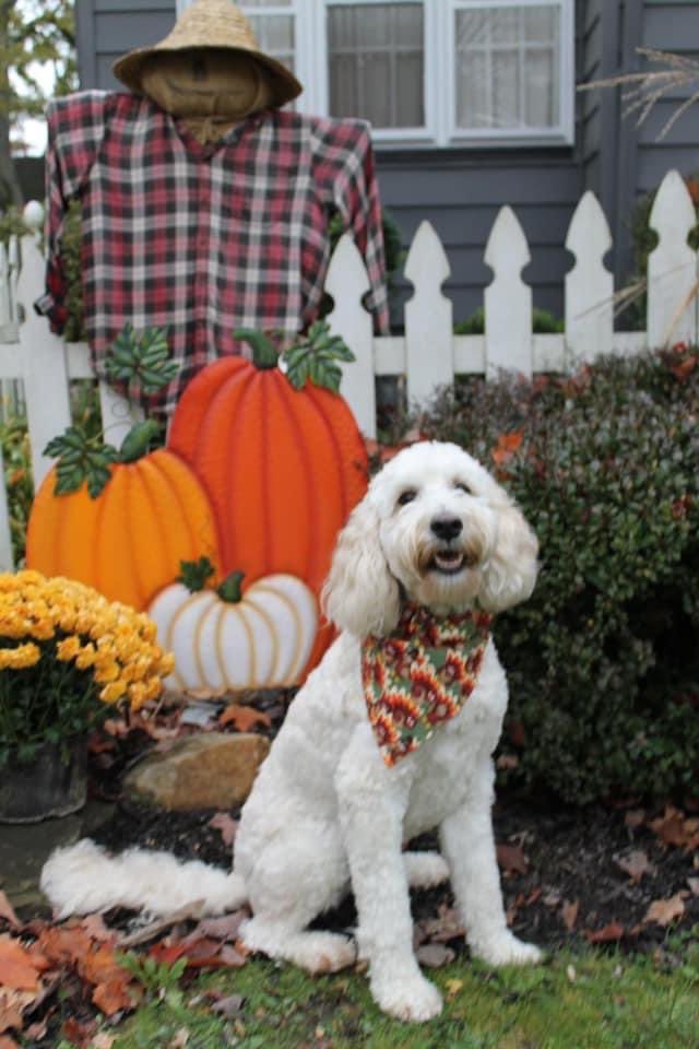 JenHolbrook218's tweet photo. This sweet girl brings me so much joy every day.  Pets are the ultimate stress reliever. #WillowJade #lincolnpridewcs @warrenschools https://t.co/HxfdJzKMUV