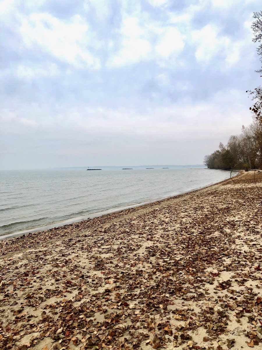 JNath100's tweet photo. Being outdoors does a body good. Take a walk outside to boost your mood, clear your mind, lower heart attack risk, and be thankful for leaves on the beach! 🍁🍁 Happy Thursday from the Lake Erie shoreline!  💜 https://t.co/UZ5JwdEu2j