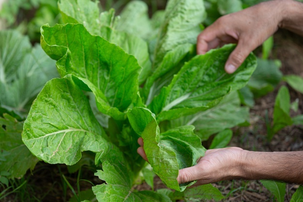 CaemMadrid's tweet photo. 🌍📢¡#EcoLover, MOVILÍZATE!
Somos el primer país de la Unión Europea con mayor superficie dedicada a la agricultura ecológica pero no somos los primeros en su consumo.
¿No crees que ha llegado la hora de cambiar estos datos? ➡️ https://t.co/TSnFOUqgAp https://t.co/4PUv5RwoN1