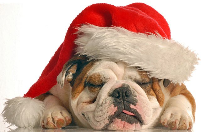 Drop by Re/Max Kincardine this Friday between 5 and 6PM during Hometown Christmas and meet up with some of your Kincardine Bulldogs for a treat, a selfie or just to say 'Go 'Dogs Go!' #itsthemostwonderfultime #bulldognation