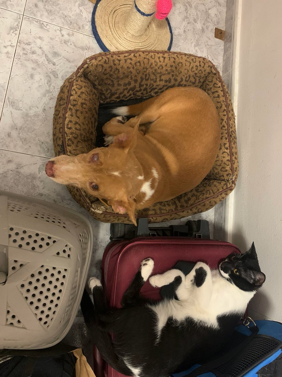Como todo lo que esta mal siempre va a peor necesito que me ayudéis a encontrarle un dueño a mi gato porfavor. No llega a un año y es muy muy juguetón además que le gustan los perritos