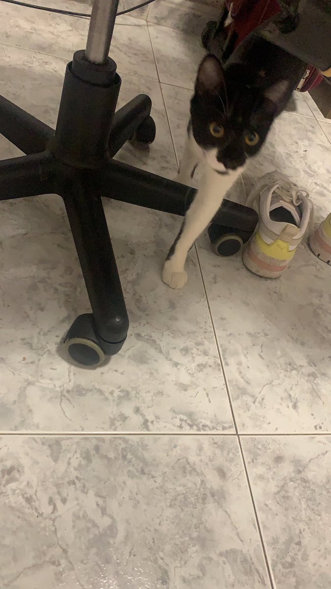 julietadm04's tweet photo. Como todo lo que esta mal siempre va a peor necesito que me ayudéis a encontrarle un dueño a mi gato porfavor. No llega a un año y es muy muy juguetón además que le gustan los perritos https://t.co/abM4865kes