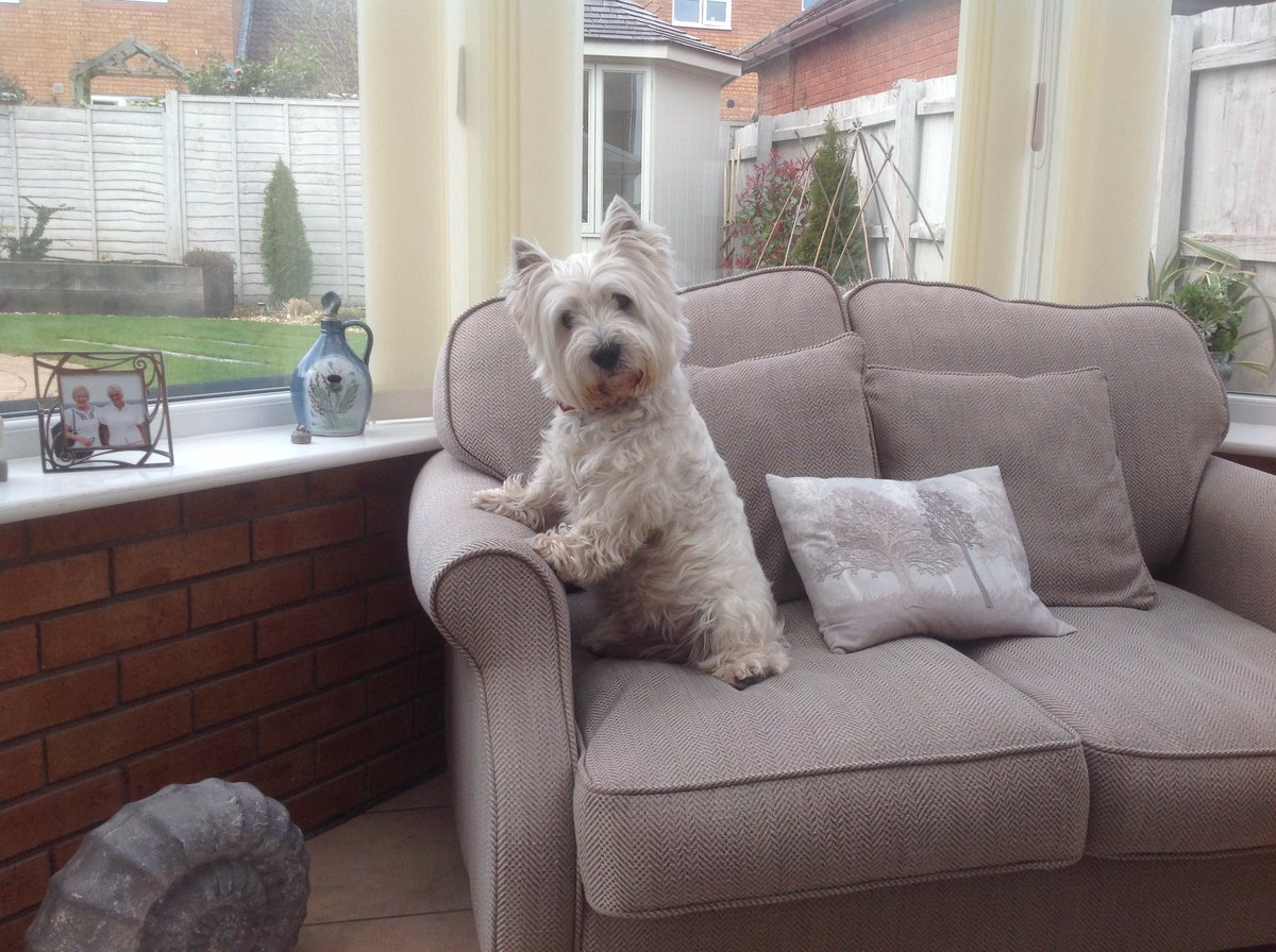 LangoeMark's tweet photo. @JeffStelling Archie wishes Lottie all the best Jeff! https://t.co/KDbhX2qOmn