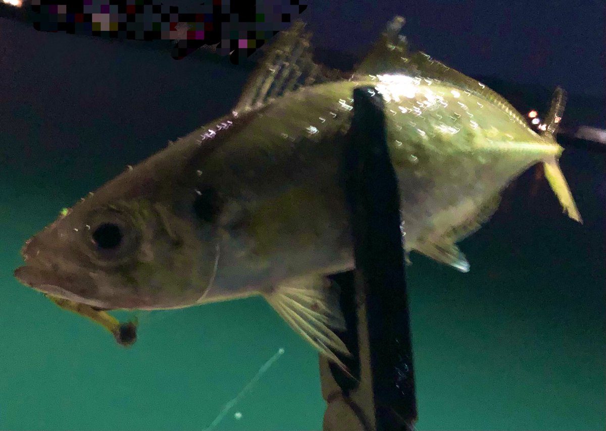 DESI378989's tweet photo. 久しぶりにアジ釣れた(´◉ω◉)
#アジング #RC55 #Ripplefisher #SHIMANO #34 https://t.co/cPIACEjURS