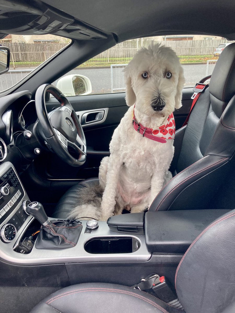 traz_mac's tweet photo. Reminding me whoโs really in charge ๐คฃ #drivingdog https://t.co/N106whNeJp