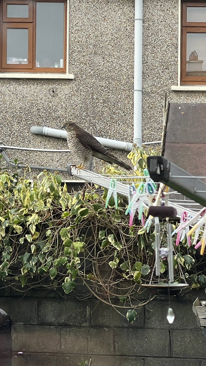 Dave Johnston 🚶🦮📸 tweet media