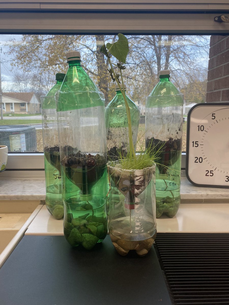 We made grass and bean eco systems. Can’t wait to see how they grow.