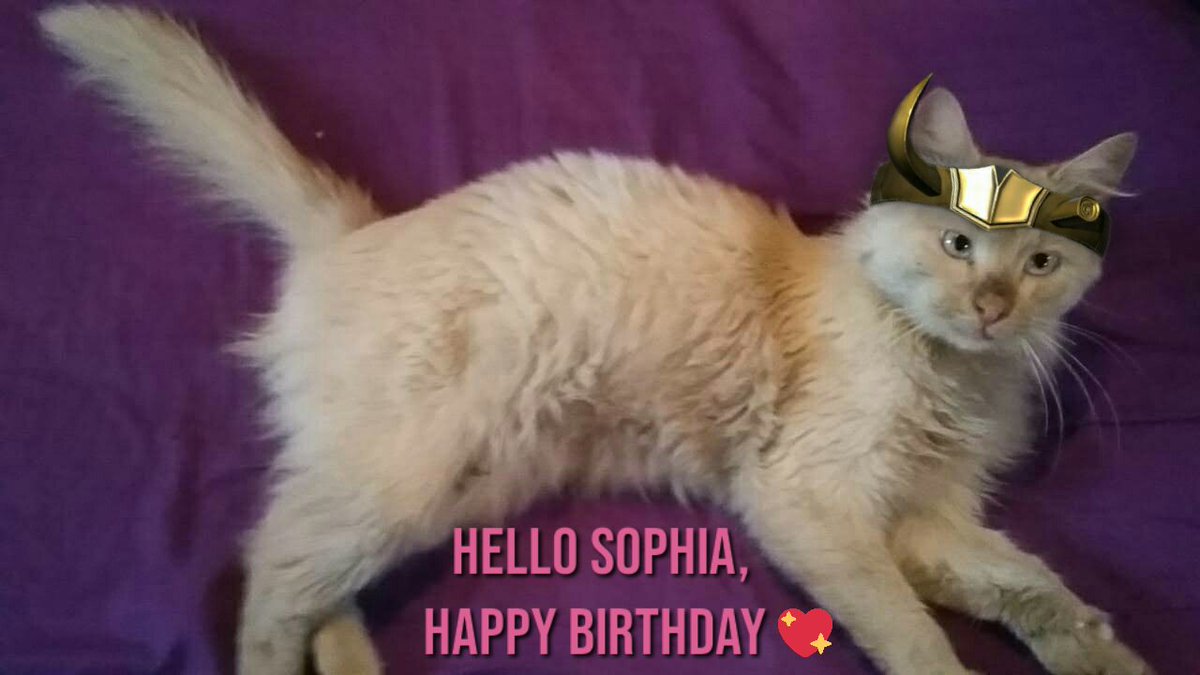 sylkidagger's tweet photo. #SophWeek — day 4: cats for sophia

this is my baby boy lennon saying hello and wishing sophia happy birthday ☺❤ (he had important adventures in the grass and rolling on the ground 😂❤)

@sophiadimartino @SophWeek 😻😻 https://t.co/UZOtCDekJu