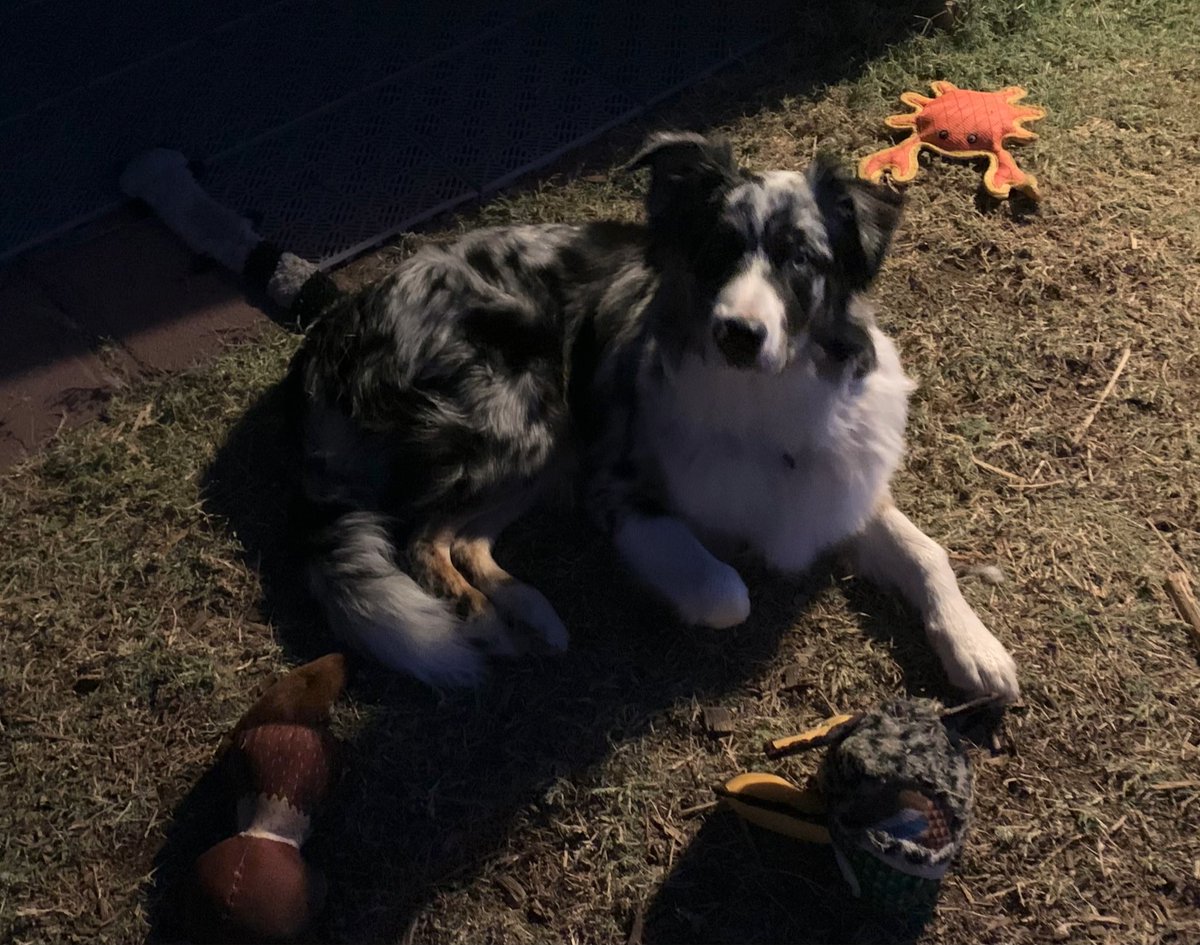 djledford's tweet photo. Roo says good morning! Yep, still getting up at 5:00am. Looking more like a full-on #dog than a 6.5 month old #puppy #ausky #sohandsome https://t.co/zyDs7ZX34i