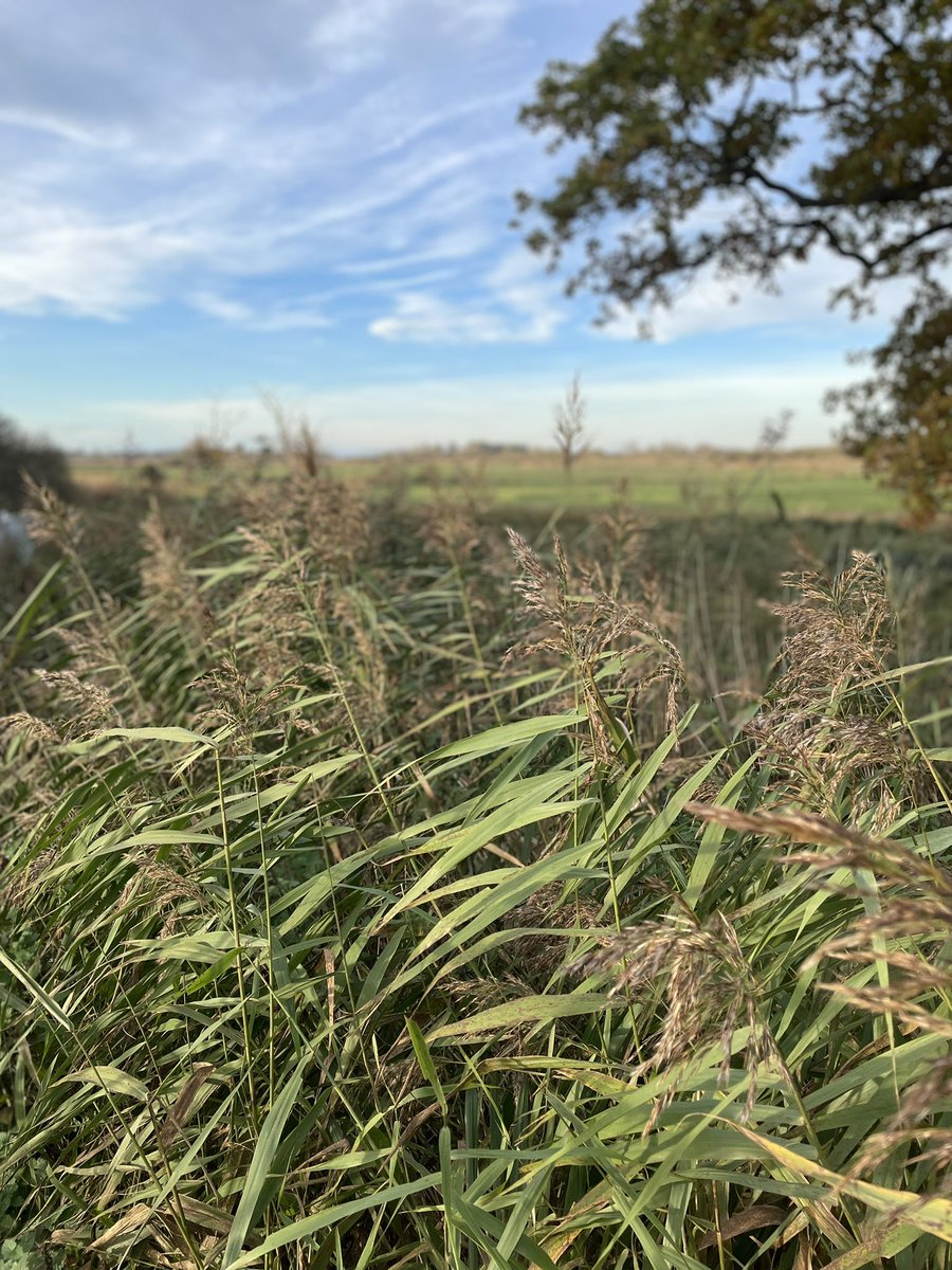Great setting for a meeting #carltonmarshes #visitthebroads
