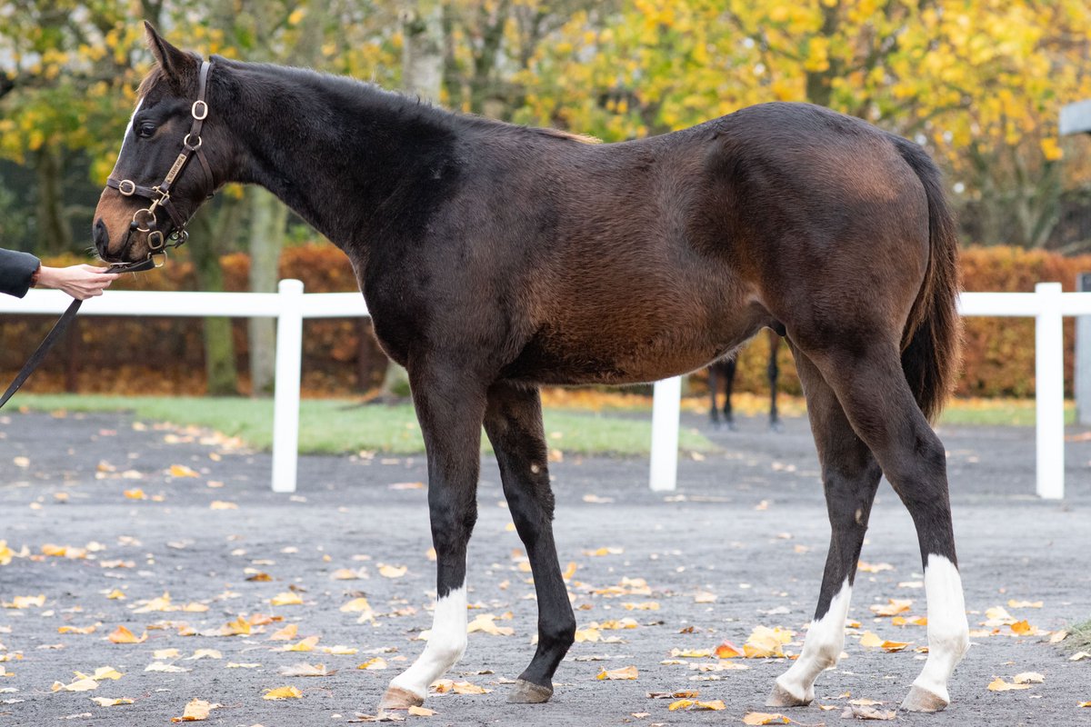 IREthoroughbred's tweet photo. Coming up today at @Goffs1866 Nov Foal is Lot 1,000 from Gleann Ard Stud.

Athletic colt by @BallyhaneStud Soldier's Call is out of Listed-placed Tagula (IRE) mare Classy Lassy (IRE). ⚡️

Check him out in Barn M.

📖 https://t.co/qmKHibZwTK https://t.co/ed1RunXDdJ