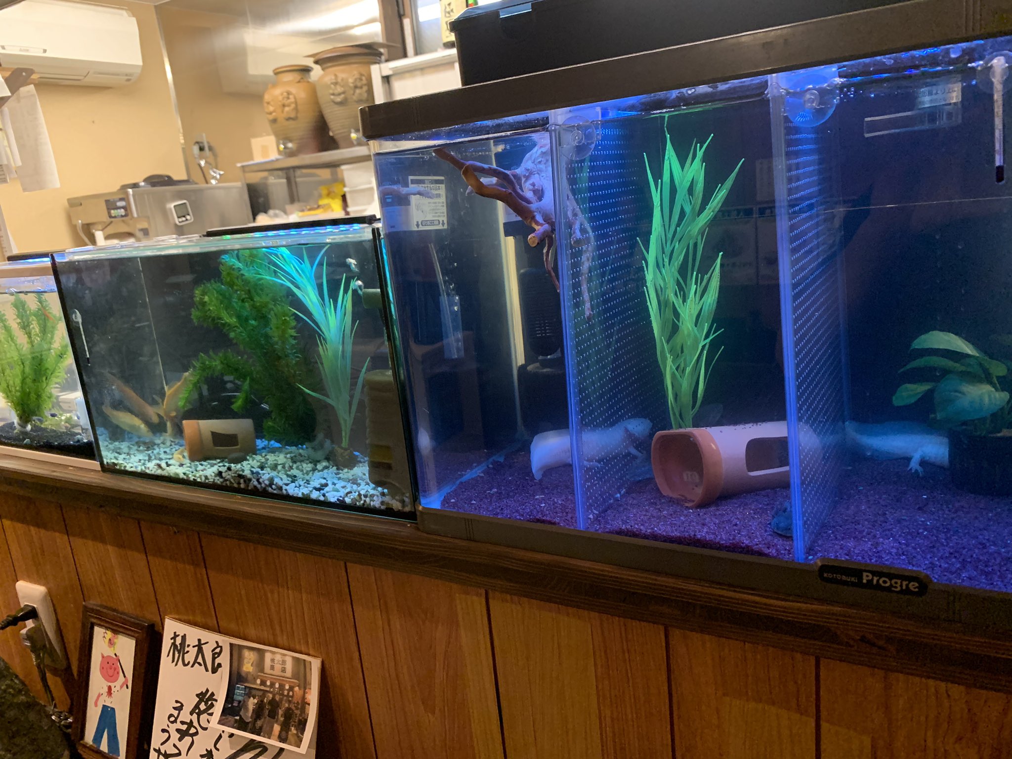 桃太郎商店 山神和弘 ウーパールーパー １つの水槽入れてたら一晩で足が数本無い めっちゃ可愛そう なので仕切りを取付 ついでに金魚とメダカの水槽も一回り大きく変更 ゆったり泳いでて喜んでる 足はまた生えてくるみたい