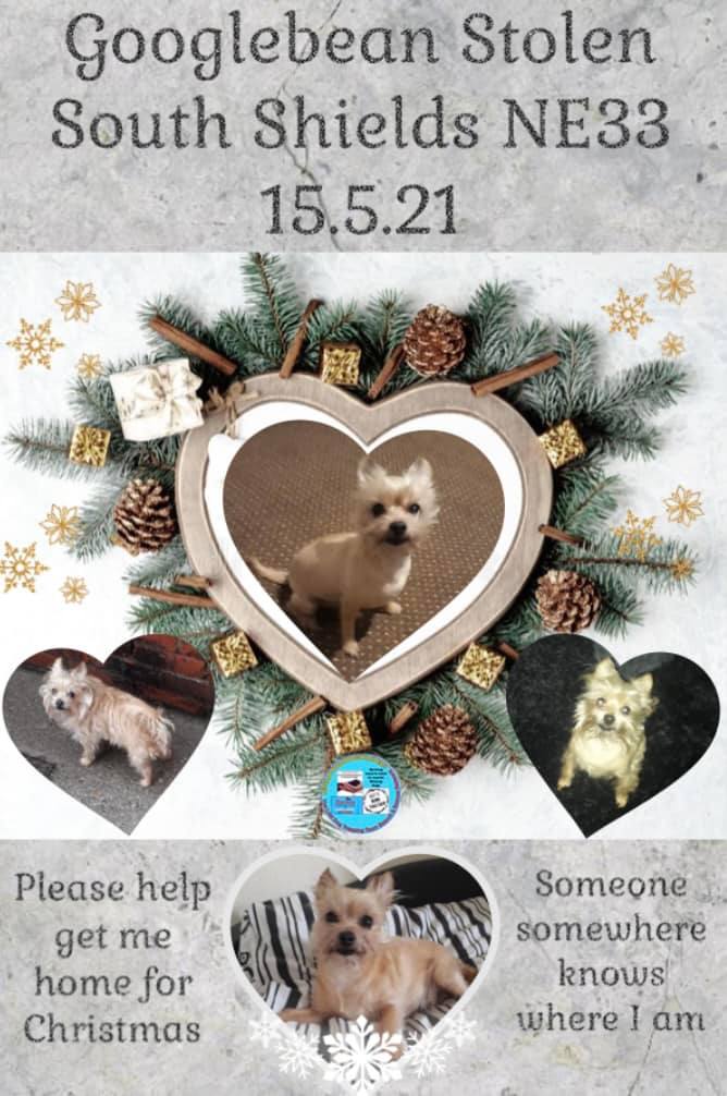 The_Animal_Team's tweet photo. Please don't forget about support #dog #Googlebean #missing #stolen from #SouthShields #NE33 area on 15/5/21. #ChihuahuaX Someone somewhere has information. https://t.co/HULgXccteT &amp; FB Page: https://t.co/liSOZn0oYU  #dogs #dogsoftwitter #StolenDog https://t.co/oMWZNIDabJ