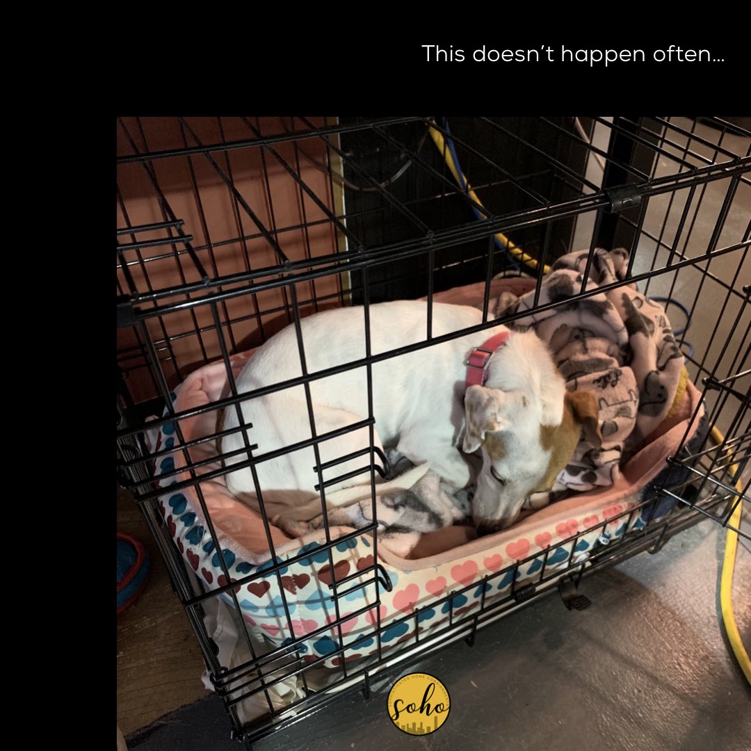 sohoconsignment's tweet photo. It rarely happens but if you don’t see Lola in the store on Tuesdays and Thursdays, she’s probably napping in her safe space. #nightnight #LolaLeSausage #weeniejack #dachshund #jackrussell #xspupper #frecklesandspots #speckledpup @sohoconsignments https://t.co/l4Vs591Vd0