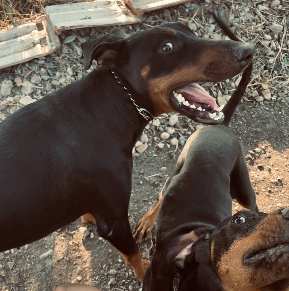 Kendine zarar gelmesini istemiyorsan, insan yerine hayvan dost edin kendine. 
#doberman 
Baron&amp;ŞiLa ❤️