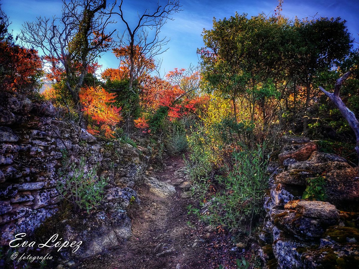 EvaM_Lopez's tweet photo. #LosZumaques
#AlcaláLaReal #Jaén #Andalucía #ruta #sendero #vereda #camino #zumaques #otoño🍁 #Noviembre #paisaje #landscape #campo #senderismo #naturaleza #fotografía https://t.co/viGpOrcJjL