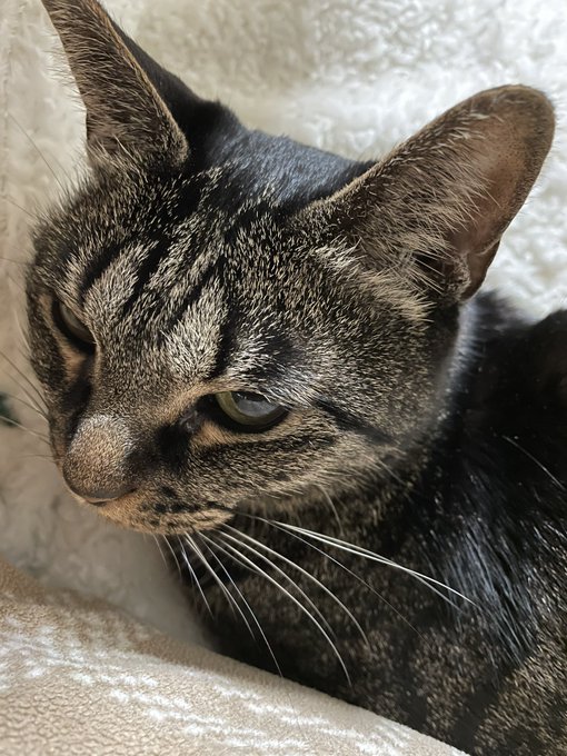 今日はやたら甘えんぼチャンでかわいい🐈‍⬛ 