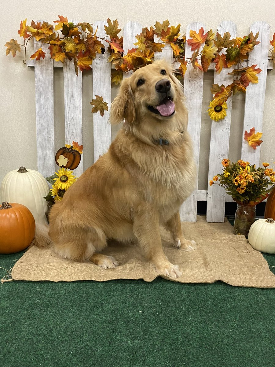 lrw421's tweet photo. @TheSCHSChargers Vet Assisting students hosted their Fall Doggie Day Care with a “Holiday Paw-ty” including pumpkin shampoo and home made dog treats! Check out these happy customers! https://t.co/IC134p5mft