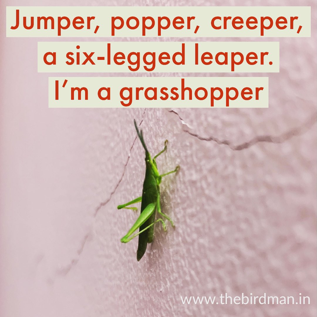 We invite little celebrities to get featured in our social. #birding #birdwatching #nature #celebrities