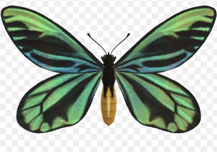 AroaACNH's tweet photo. ¿Alguien tiene la figurita de esta mariposa?🥺🙏🏻 https://t.co/jmqXTooRim
