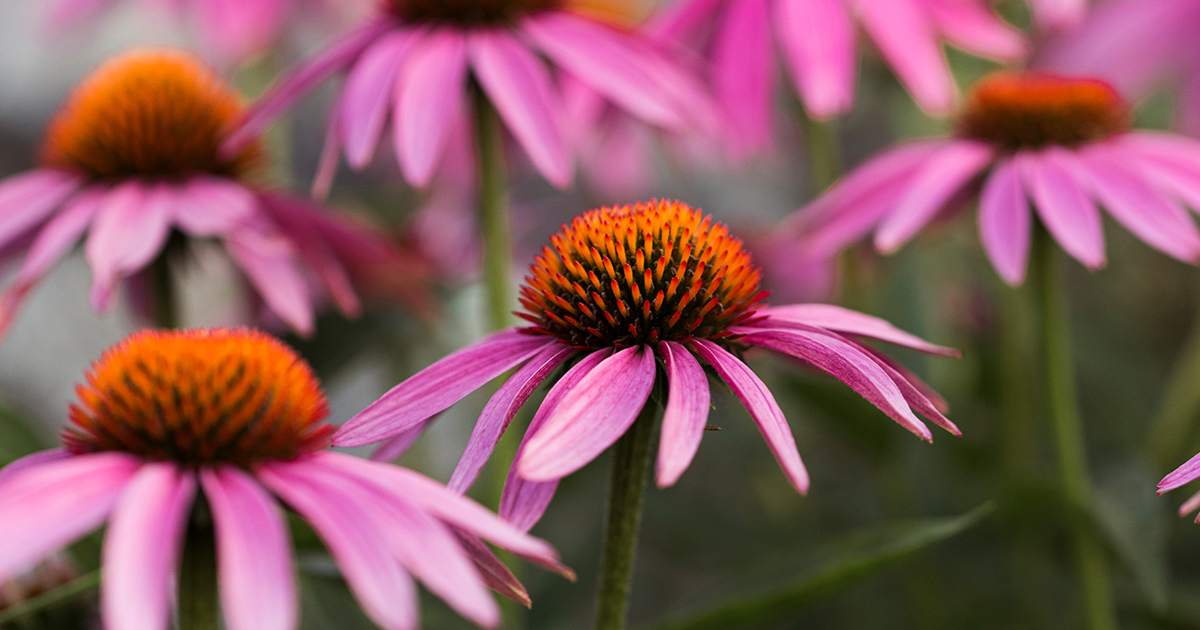 Why should you add Native plants to your garden? ✅ Protect the genetic purity of plants from our local ecosystems ✅ They can have resistance to select insects ✅ Most adapt well to local climate factors like humidity, rainfall, etc. #Greenhouse #Gardening #NativePlants