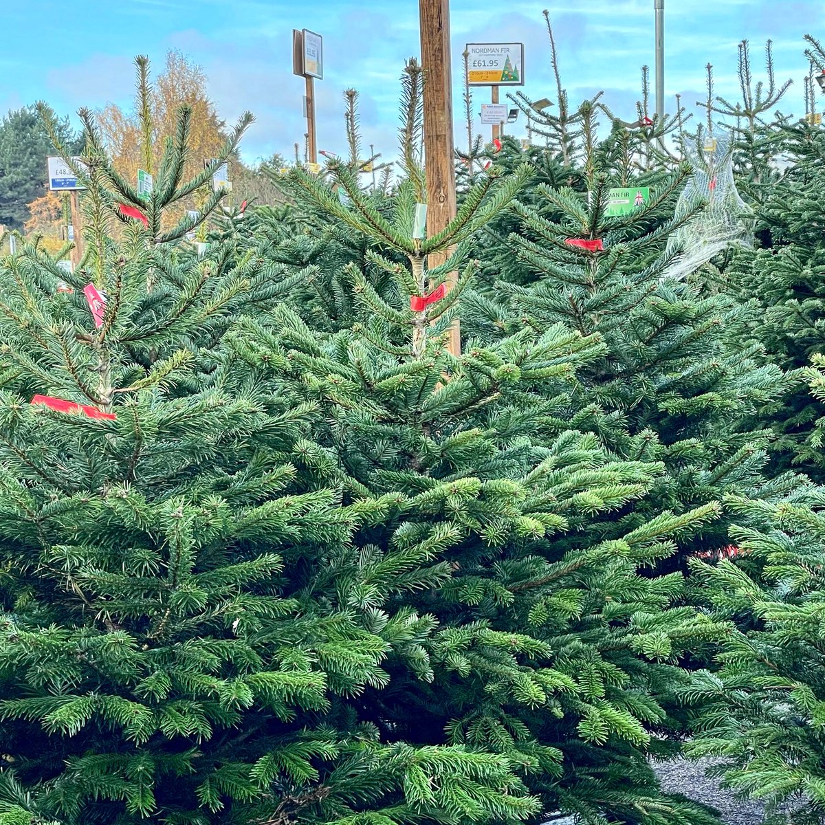 nikkilewisphoto's tweet photo. There are Christmas trees bursting at the seams @AylettNurseries
#christmastrees #linesandlines #trees #christmas #christmasiscoming #nikkilewisphotography #nikkilewisphotos #hertfordshire #hertslife #herts #gardencenter #nursery #stalbans https://t.co/Msk40ux7Si