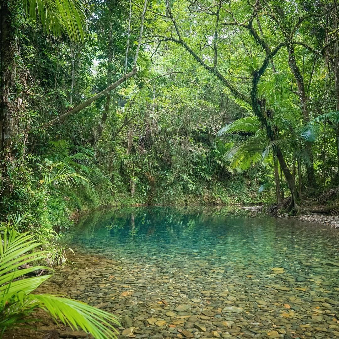 fabionodariph's tweet photo. #travel Australia: How's the serenity in @CairnsGBR? 🙏
If you're heading to this part of @Queensland, join a tour with Back Country Bliss Adventures and take a dreamy float through the world's oldest rainforest.
#seeaustralia #exploretnq #thisisq… https://t.co/K3i2TkCAlr
