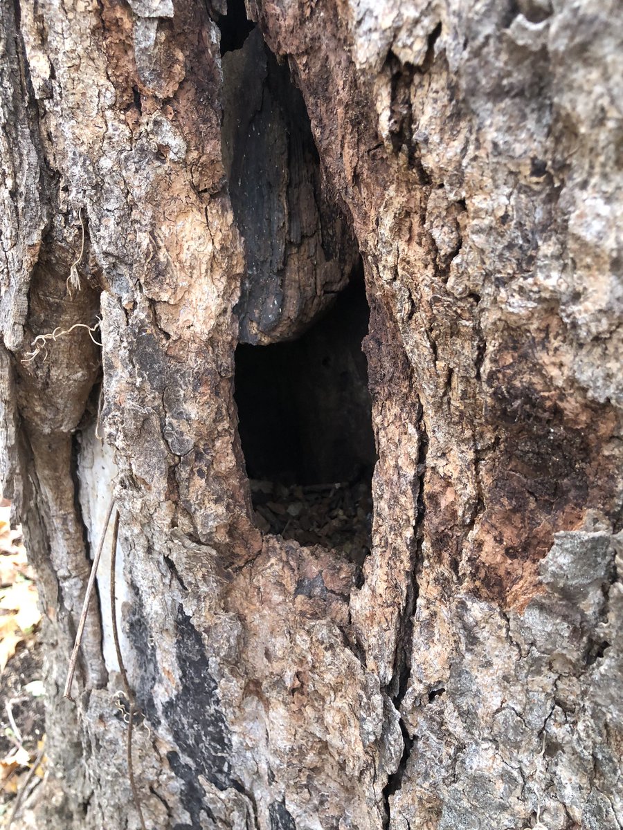KForestLearning's tweet photo. Could these be a place where the owl lived? What do you think @newsfromK124? We found it in our forest! https://t.co/sg5J9ziDFF