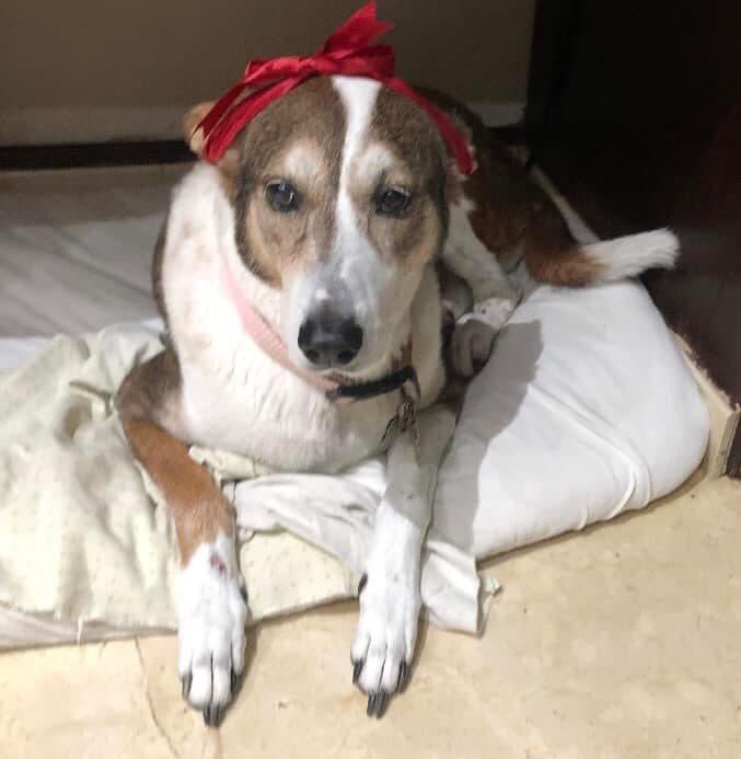 FarodeAnimales's tweet photo. ESTELA MARIA-   La hermosa Estela Maria 🐶 fue adoptada en El Faro en el 2005 .  Ya tiene 17 años y está como coco y bien feliz 🙂 ❣️Te enviamos un besote y mucho cariño. Y gracias a tus papás por el apoyo continuo a nuestro santuario. 
#Faroalum #20añossalvandovidas https://t.co/r3T8otpKzM